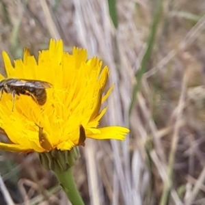 Lasioglossum (Chilalictus) sp. (genus & subgenus) at Mount Majura (MMS) - 23 Nov 2023