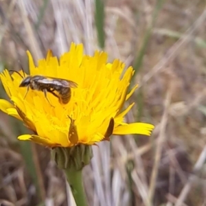 Lasioglossum (Chilalictus) sp. (genus & subgenus) at Mount Majura (MMS) - 23 Nov 2023