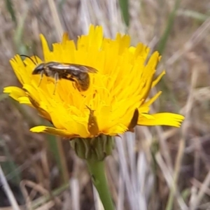 Lasioglossum (Chilalictus) sp. (genus & subgenus) at Mount Majura (MMS) - 23 Nov 2023