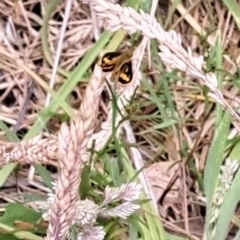 Ocybadistes walkeri at Mount Majura (MMS) - 23 Nov 2023