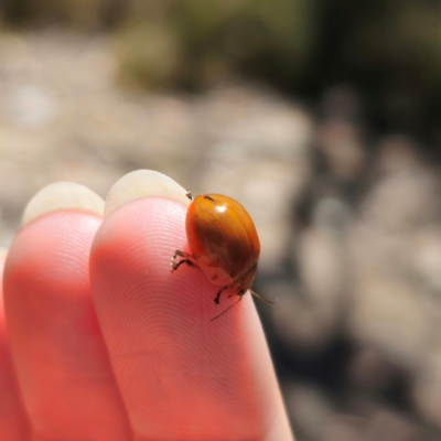 Paropsisterna sp. (genus) (A leaf beetle) at QPRC LGA - 2 Feb 2024 by Csteele4