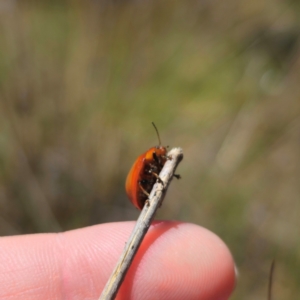 Paropsisterna sp. (genus) at QPRC LGA - 2 Feb 2024