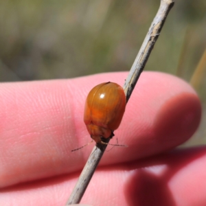 Paropsisterna sp. (genus) at QPRC LGA - 2 Feb 2024