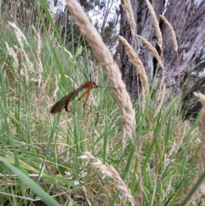 Harpobittacus australis at Mount Majura (MMS) - 23 Nov 2023