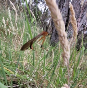 Harpobittacus australis at Mount Majura (MMS) - 23 Nov 2023