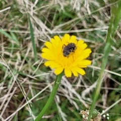 Lasioglossum (Chilalictus) sp. (genus & subgenus) (Halictid bee) at Mount Majura - 23 Nov 2023 by ChrisBenwah