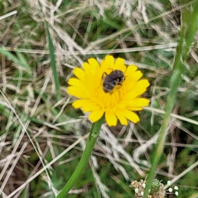 Lasioglossum (Chilalictus) sp. (genus & subgenus) (Halictid bee) at Hackett, ACT - 23 Nov 2023 by ChrisBenwah