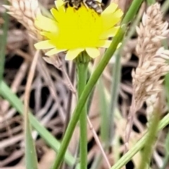 Lasioglossum (Chilalictus) sp. (genus & subgenus) at Mount Majura (MMS) - 23 Nov 2023