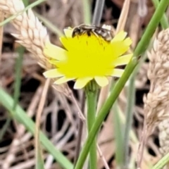 Lasioglossum (Chilalictus) sp. (genus & subgenus) at Undefined Area - 23 Nov 2023 11:22 AM