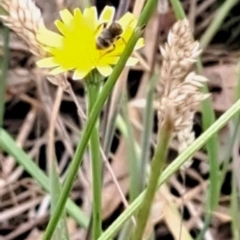 Lasioglossum (Chilalictus) sp. (genus & subgenus) at Mount Majura (MMS) - 23 Nov 2023