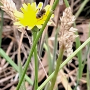 Lasioglossum (Chilalictus) sp. (genus & subgenus) at Mount Majura (MMS) - 23 Nov 2023