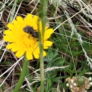 Lasioglossum (Chilalictus) sp. (genus & subgenus) at Mount Majura (MMS) - 23 Nov 2023