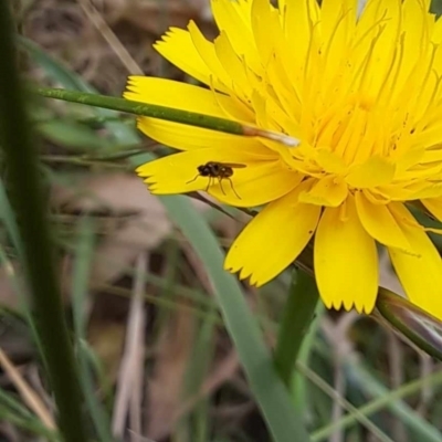 Diptera (order) (Fly - Unidentified) at Mount Majura (MMS) - 23 Nov 2023 by ChrisBenwah