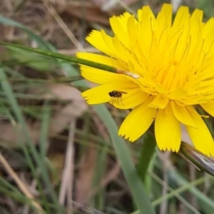 Diptera (order) at Mount Majura (MMS) - 23 Nov 2023