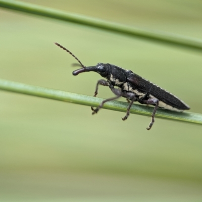 Rhinotia sp. (genus) (Unidentified Rhinotia weevil) at Acton, ACT - 31 Jan 2024 by Miranda