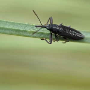 Rhinotia sp. (genus) at ANBG - 31 Jan 2024