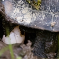 Chelodina longicollis (Eastern Long-necked Turtle) at Kambah, ACT - 4 Dec 2022 by KorinneM