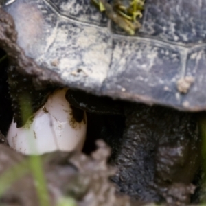 Chelodina longicollis at Tidbinbilla Nature Reserve - 4 Dec 2022