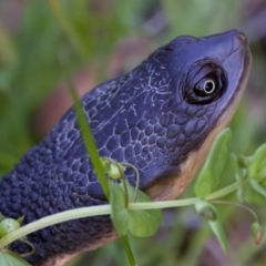 Chelodina longicollis at Tidbinbilla Nature Reserve - 4 Dec 2022