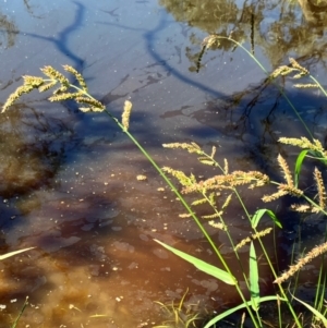 Echinochloa crus-galli at Hall, ACT - 2 Feb 2024