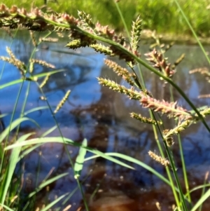 Echinochloa crus-galli at Hall, ACT - 2 Feb 2024 10:44 AM