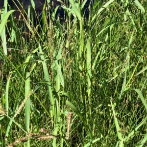 Echinochloa crus-galli at Hall, ACT - 2 Feb 2024 10:44 AM