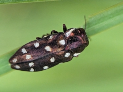 Diphucrania duodecimmaculata (12-spot jewel beetle) at ANBG - 30 Jan 2024 by Miranda