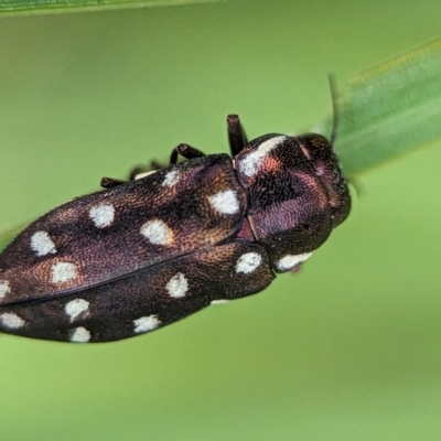 Diphucrania duodecimmaculata (12-spot jewel beetle) at Acton, ACT - 30 Jan 2024 by Miranda