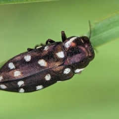 Diphucrania duodecimmaculata (12-spot jewel beetle) at ANBG - 30 Jan 2024 by Miranda