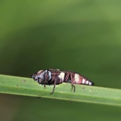 Diphucrania duodecimmaculata at ANBG - 31 Jan 2024