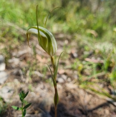 Diplodium reflexum (Dainty Greenhood) at Tuggeranong Hill - 1 Feb 2024 by VeraKurz