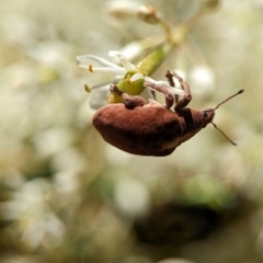 Gonipterus scutellatus (Eucalyptus snout beetle, gum tree weevil) at Tharwa, ACT - 27 Jan 2024 by Miranda