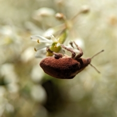 Gonipterus scutellatus at Namadgi National Park - 27 Jan 2024