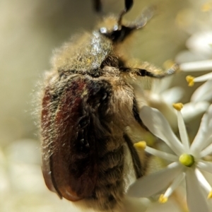 Bisallardiana gymnopleura at Namadgi National Park - 27 Jan 2024