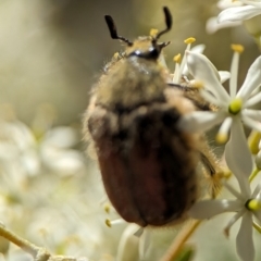 Bisallardiana gymnopleura at Namadgi National Park - 27 Jan 2024