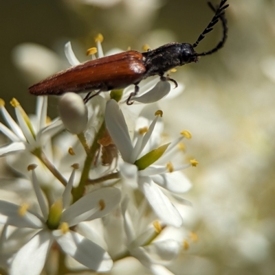 Dicteniophorus sp. (genus) (A click beetle) at Tharwa, ACT - 27 Jan 2024 by Miranda