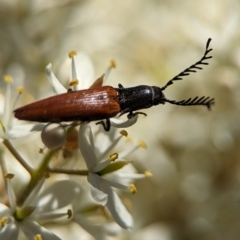 Dicteniophorus sp. (genus) at Namadgi National Park - 27 Jan 2024 02:45 PM