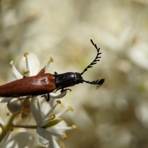 Dicteniophorus sp. (genus) at Namadgi National Park - 27 Jan 2024 02:45 PM