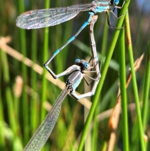 Austrolestes leda at Hall, ACT - 2 Feb 2024 10:48 AM