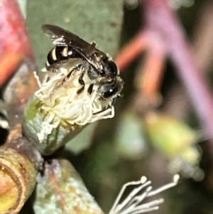 Lasioglossum (Chilalictus) sp. (genus & subgenus) at Hall, ACT - 2 Feb 2024