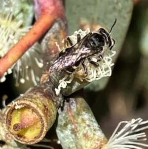 Lasioglossum (Chilalictus) sp. (genus & subgenus) at Hall, ACT - 2 Feb 2024 10:57 AM