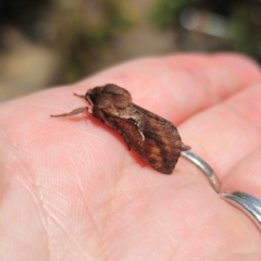 Elhamma australasiae (A Swift or Ghost moth (Hepialidae)) at QPRC LGA - 2 Feb 2024 by Csteele4