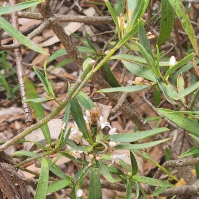 Apis mellifera (European honey bee) at Mount Ainslie to Black Mountain - 13 Dec 2023 by sascha