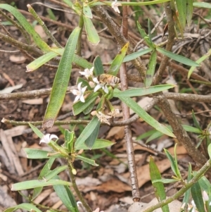 Apis mellifera at Undefined Area - 13 Dec 2023 01:40 PM