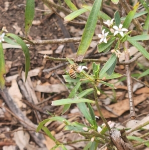 Apis mellifera at Undefined Area - 13 Dec 2023 01:40 PM