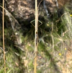 Mutusca brevicornis (A broad-headed bug) at Tidbinbilla Nature Reserve - 1 Feb 2024 by Pirom