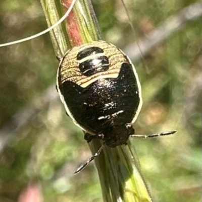 Dictyotus caenosus (Brown Shield Bug) at Kambah, ACT - 1 Feb 2024 by Pirom