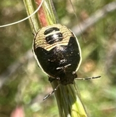 Dictyotus caenosus (Brown Shield Bug) at Gibraltar Pines - 1 Feb 2024 by Pirom