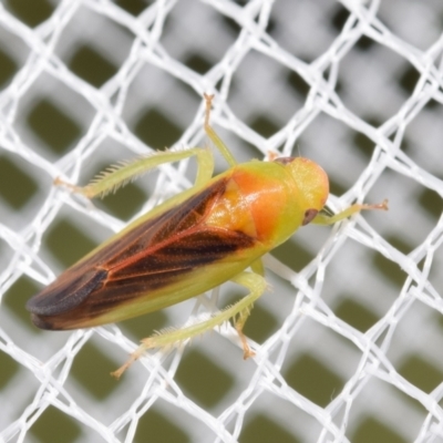 Rosopaella lopada (A leafhopper) at Jerrabomberra, NSW - 1 Feb 2024 by DianneClarke