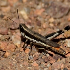 Macrotona australis (Common Macrotona Grasshopper) at Woodstock Nature Reserve - 1 Feb 2024 by Thurstan